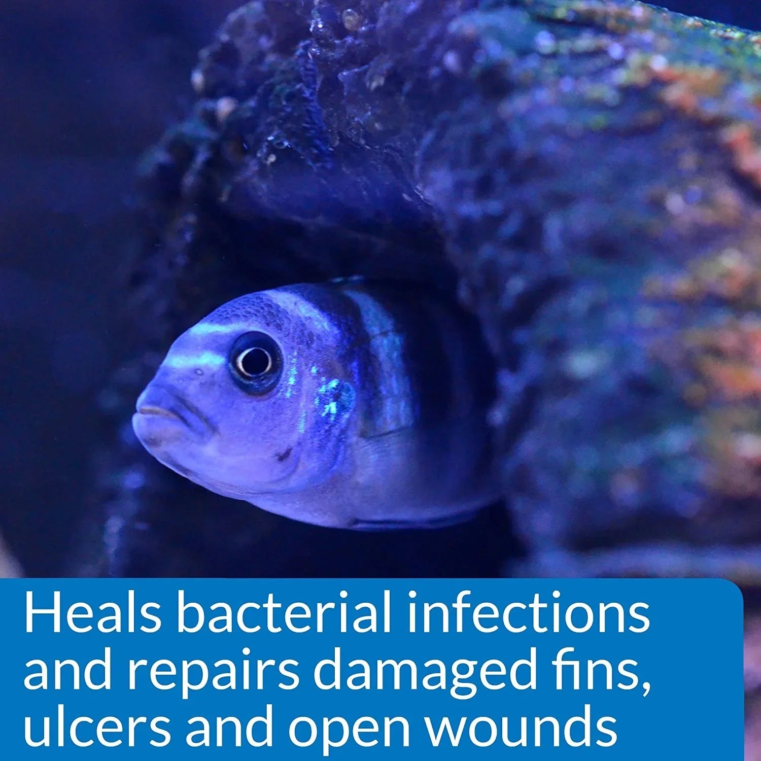 MelaFix Treats Bacterial Infections for Freshwater and Saltwater Aquarium Fish [Aquarium Bacteria and Fungus Care, Aquarium Supplies] 128 oz (2 x 64 oz)